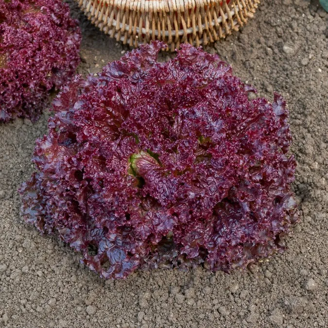Laitue Lollo Rossa