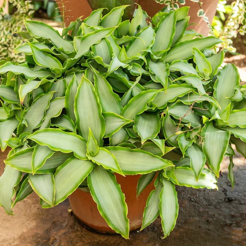 Murdannia Loriformis Bright Star