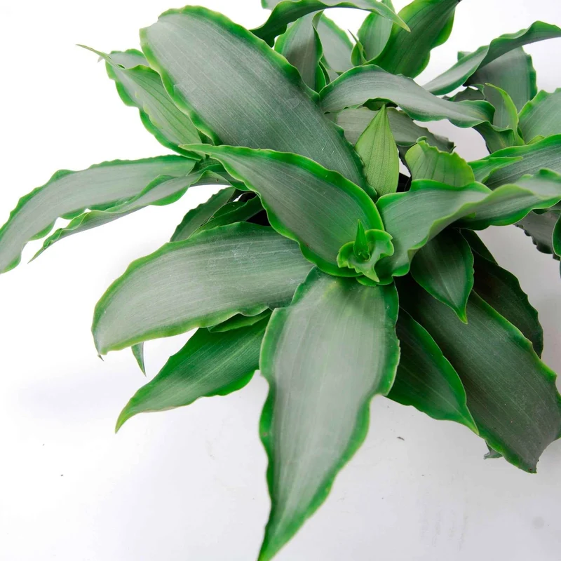 Murdannia Loriformis Bright Star