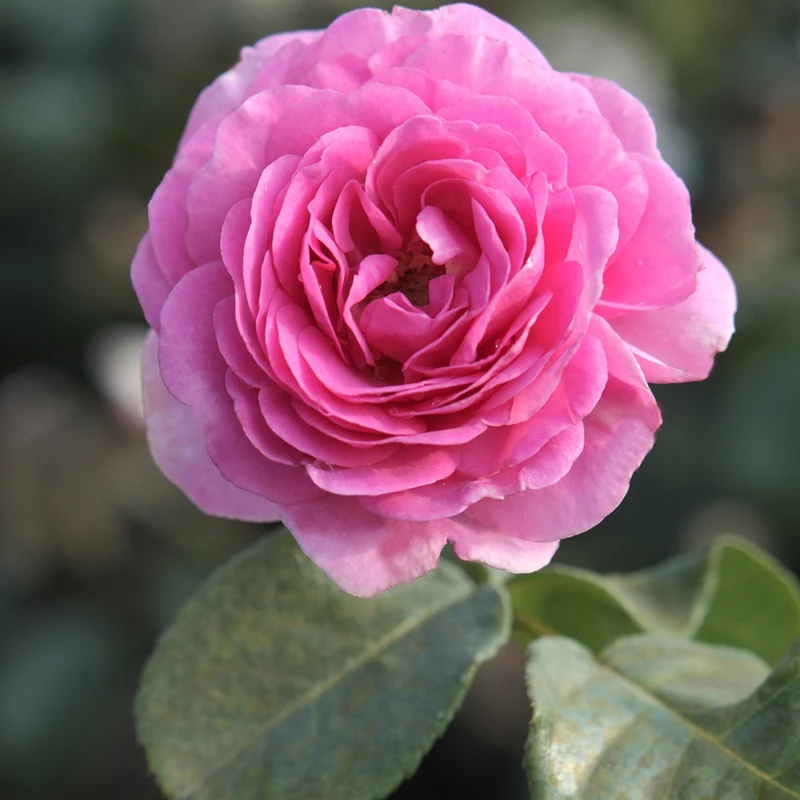 Rosier grimpant Ozeana ®