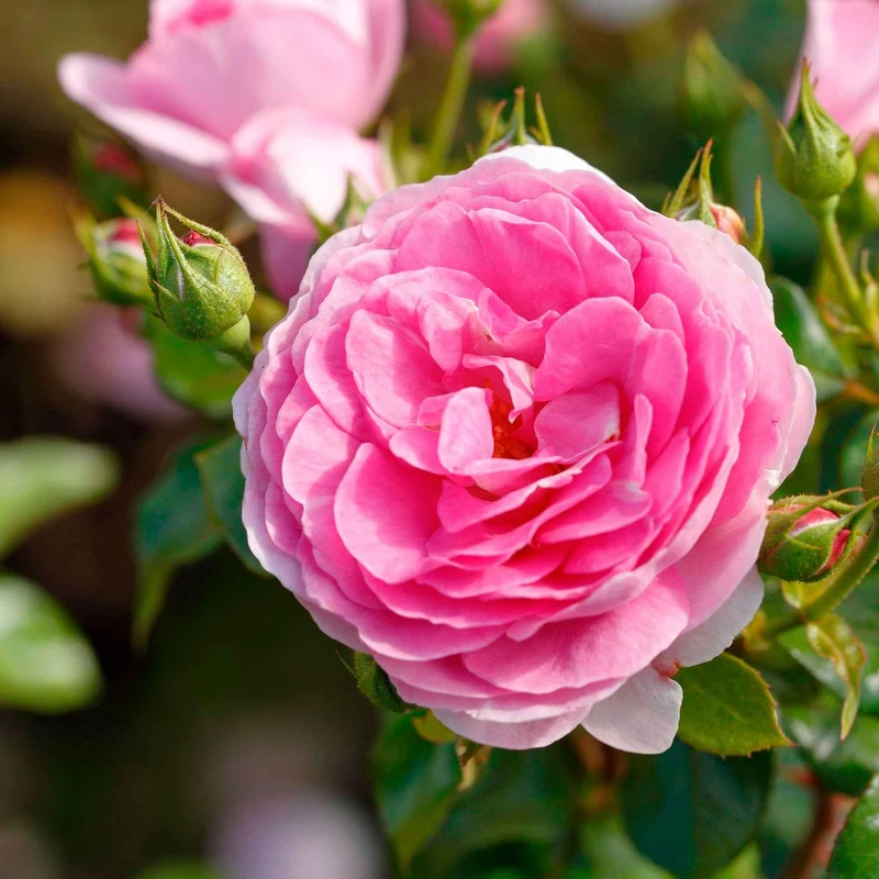Rosier grimpant Ozeana ®