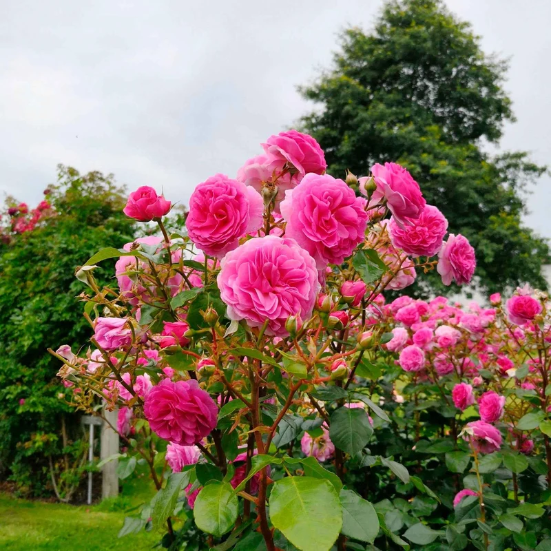 Rosier grimpant Ozeana ®