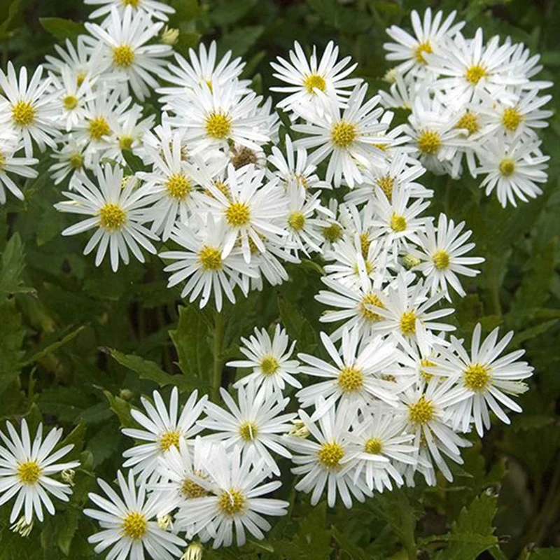 Aster d'automne blancs