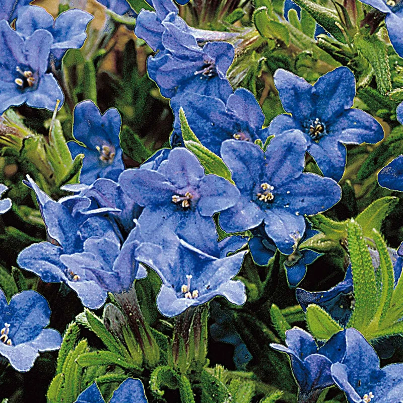Grémil diffus Heavenly Blue