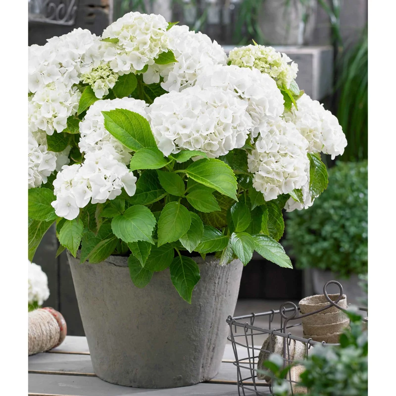 Hortensia blanc
