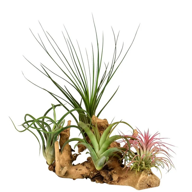 Tillandsias sur support en bois