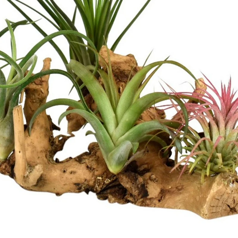 Tillandsias sur support en bois
