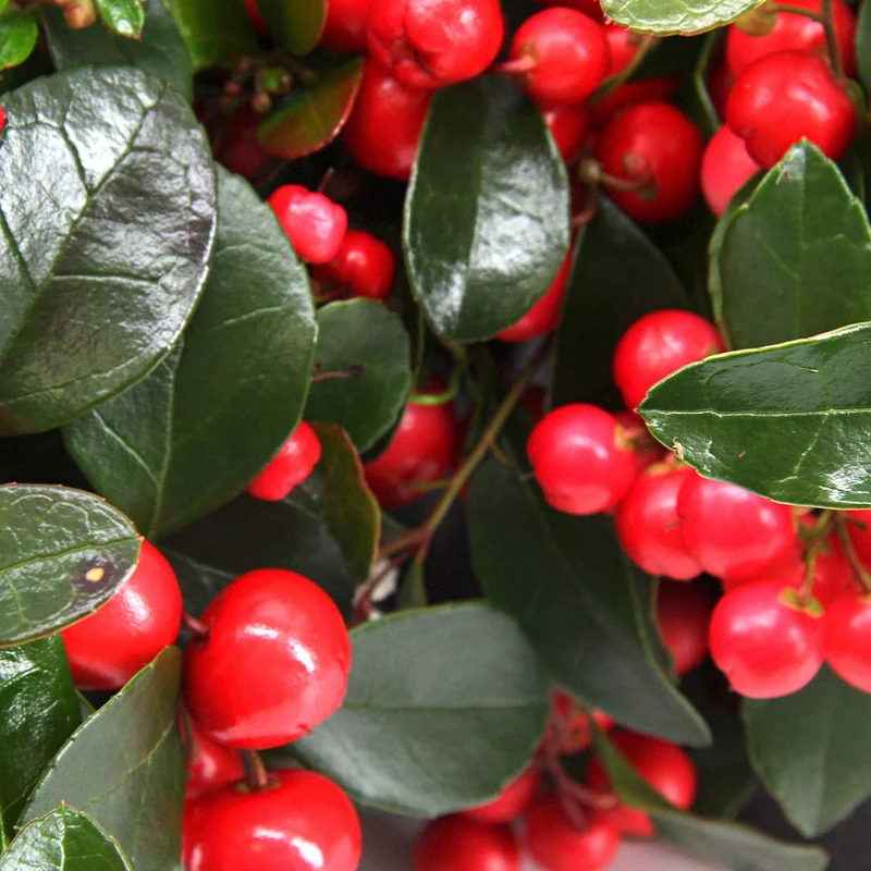 Gaultheria procumbens Big Berry