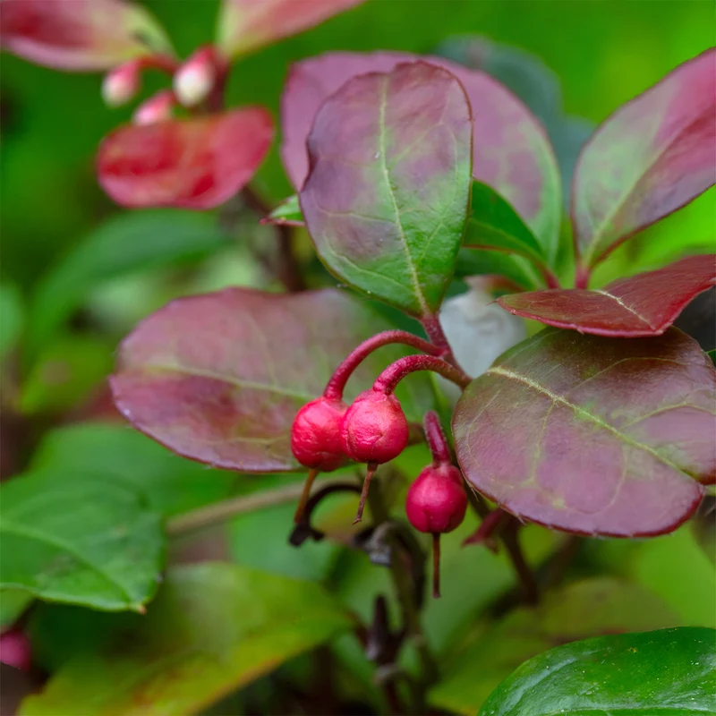 Gaultheria procumbens Big Berry