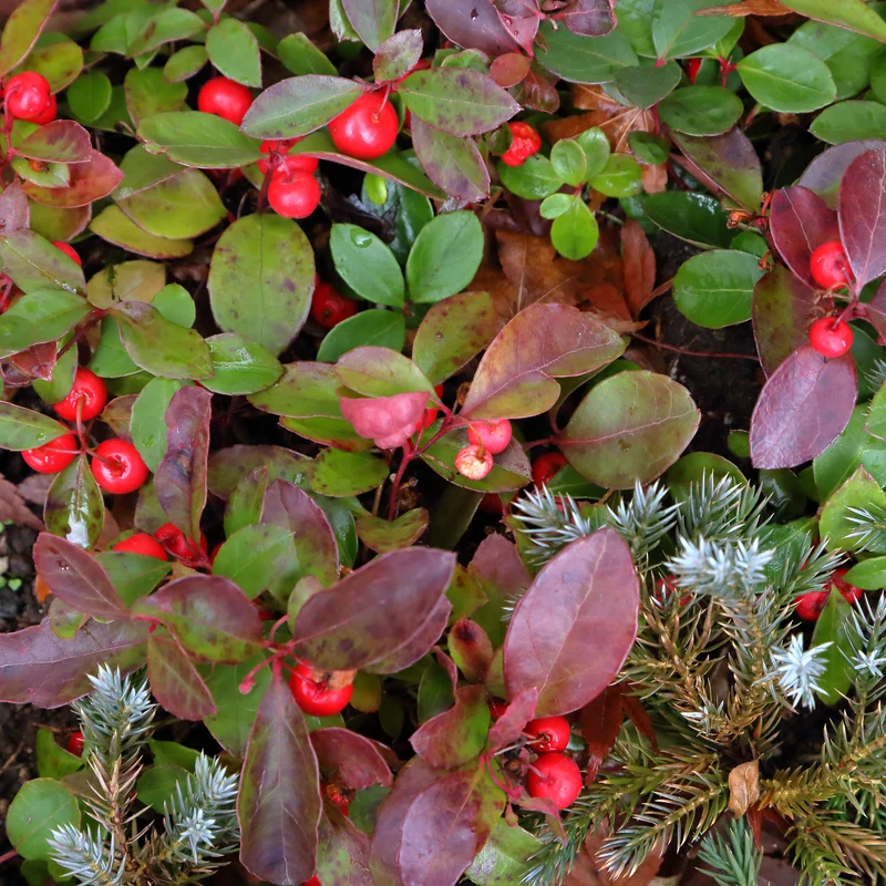 Gaultheria procumbens Big Berry