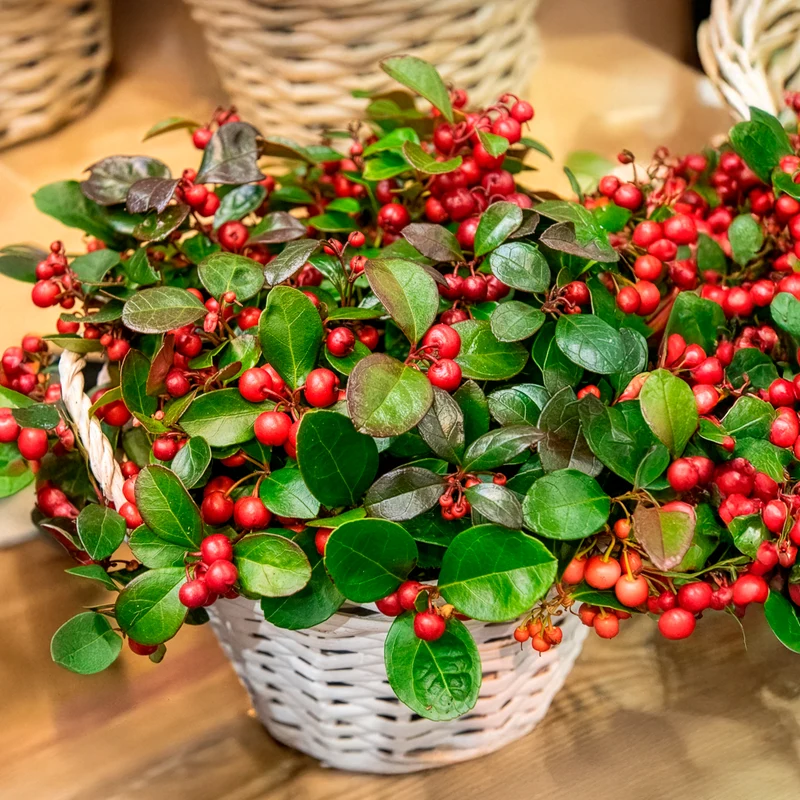 Gaultheria procumbens Big Berry