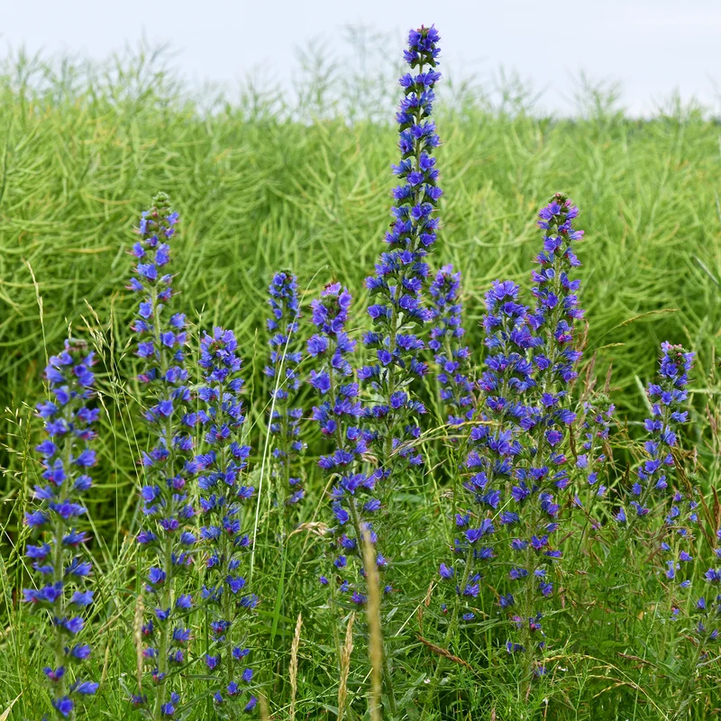 Echium vulgare - Vipérine commune