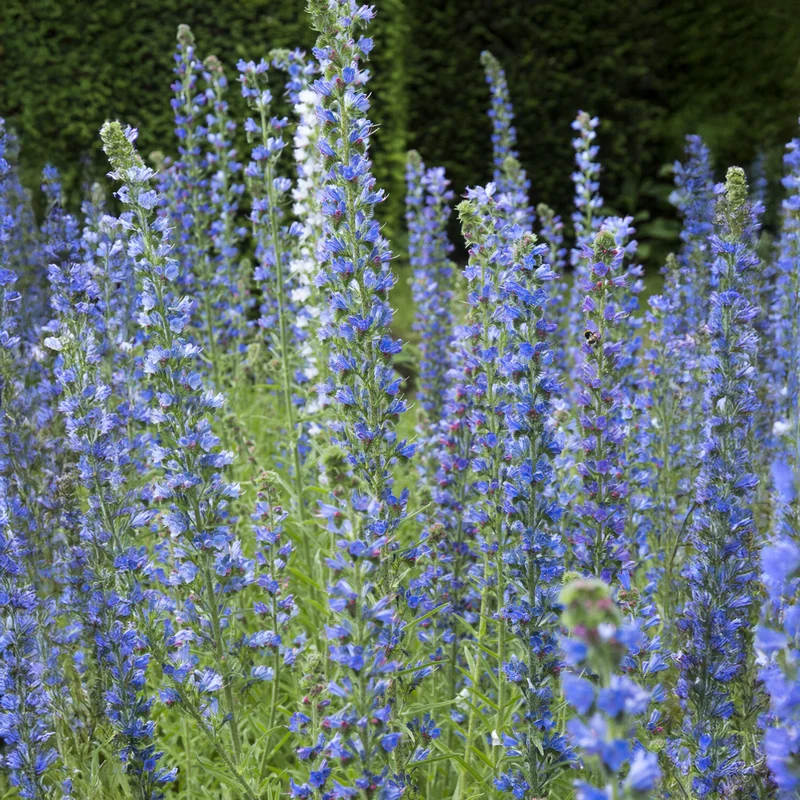 Echium vulgare - Vipérine commune