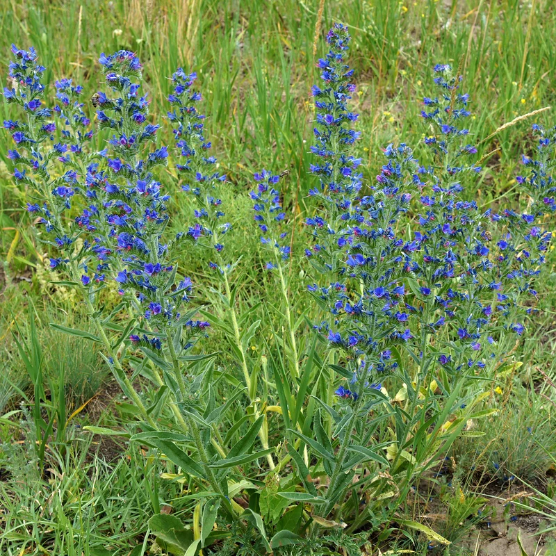 Echium vulgare - Vipérine commune