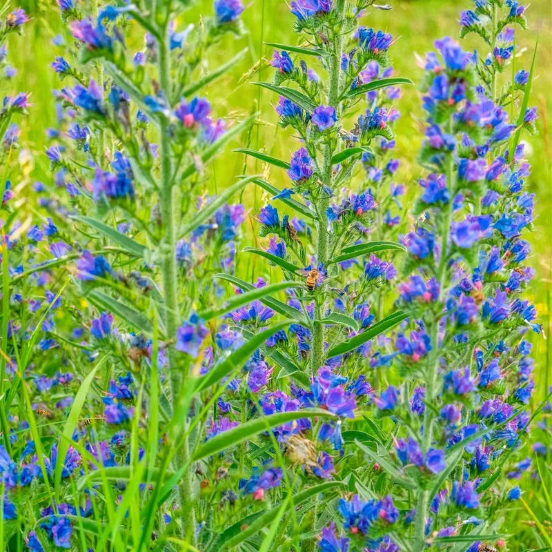 Echium vulgare - Vipérine commune