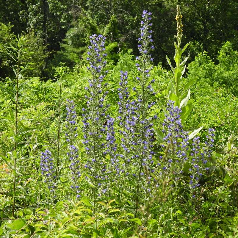 Echium vulgare - Vipérine commune