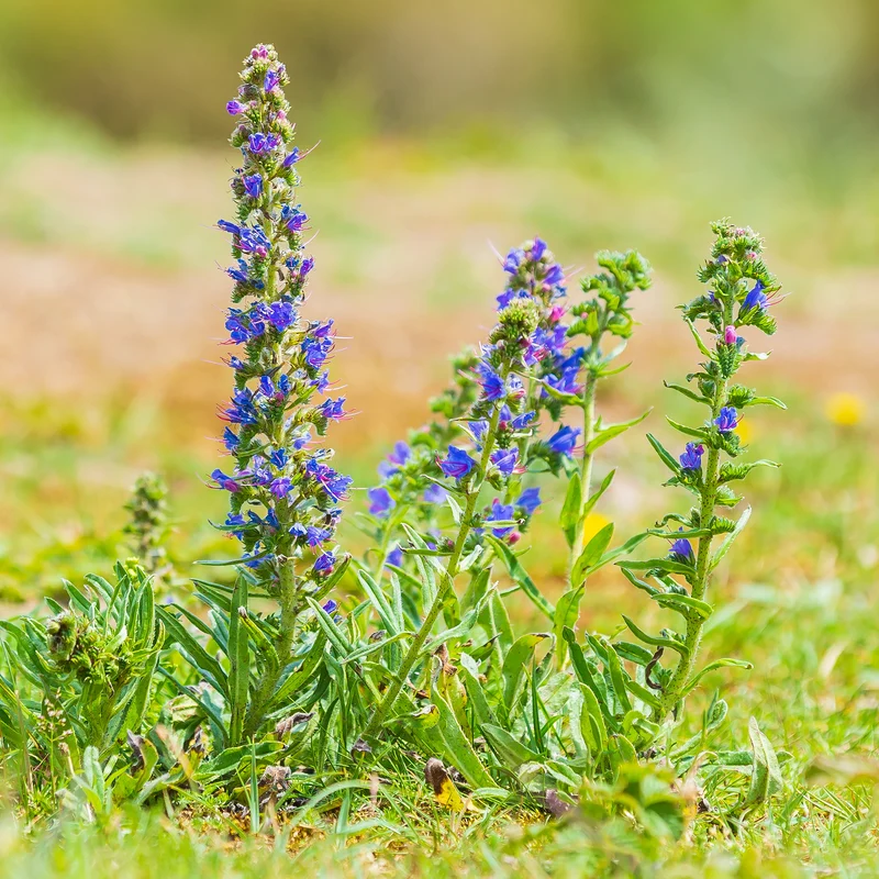 Echium vulgare - Vipérine commune