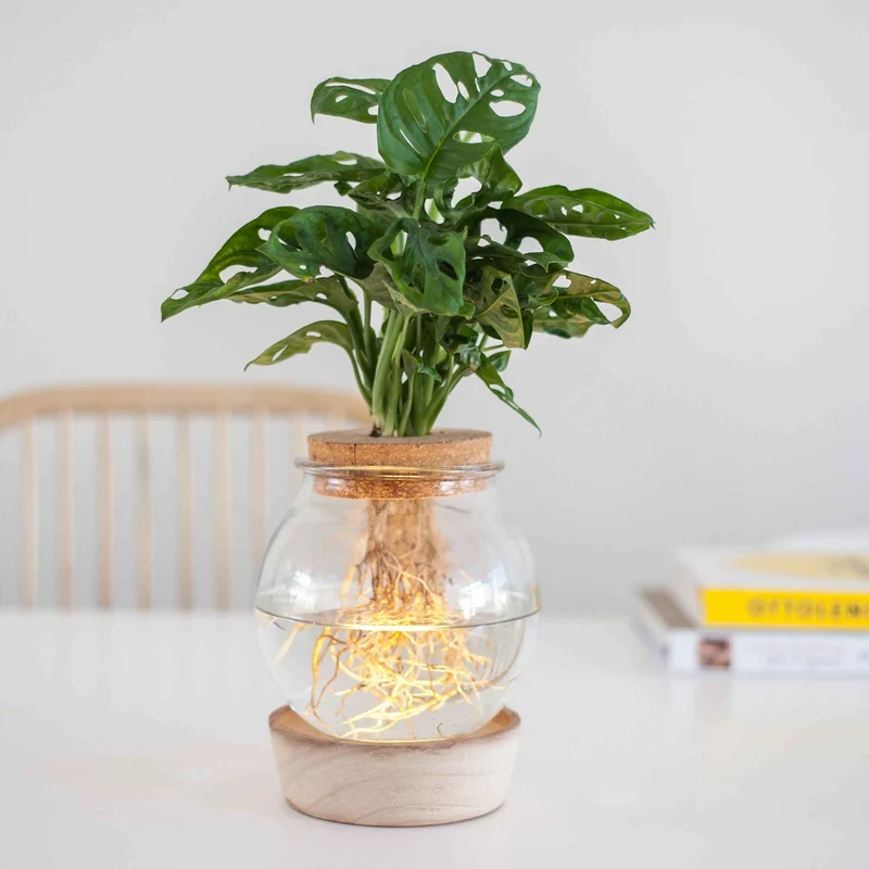 Monstera et son Ampoule vase avec LED