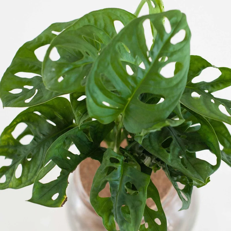 Monstera et son Ampoule vase avec LED