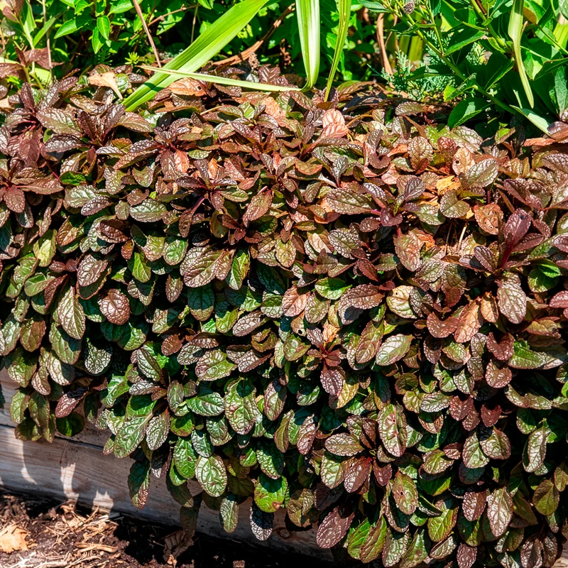 Bugle rampante Atropurpurea