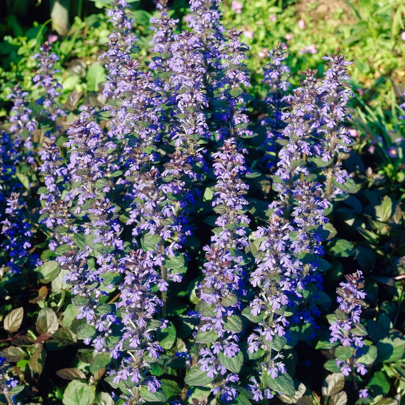 Bugle rampante Atropurpurea