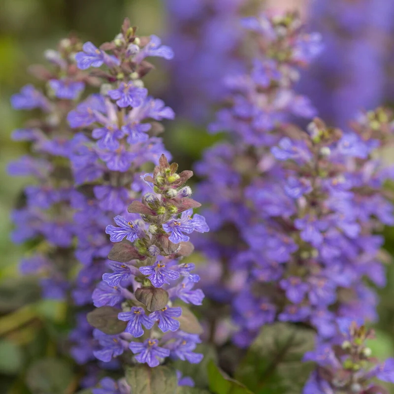 Bugle rampante Atropurpurea
