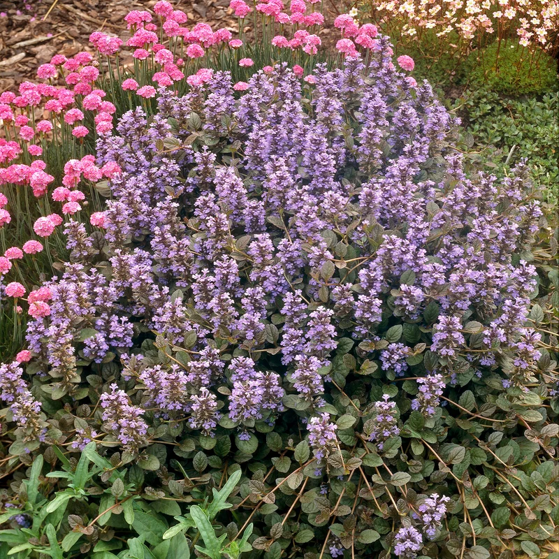 Bugle rampante Atropurpurea
