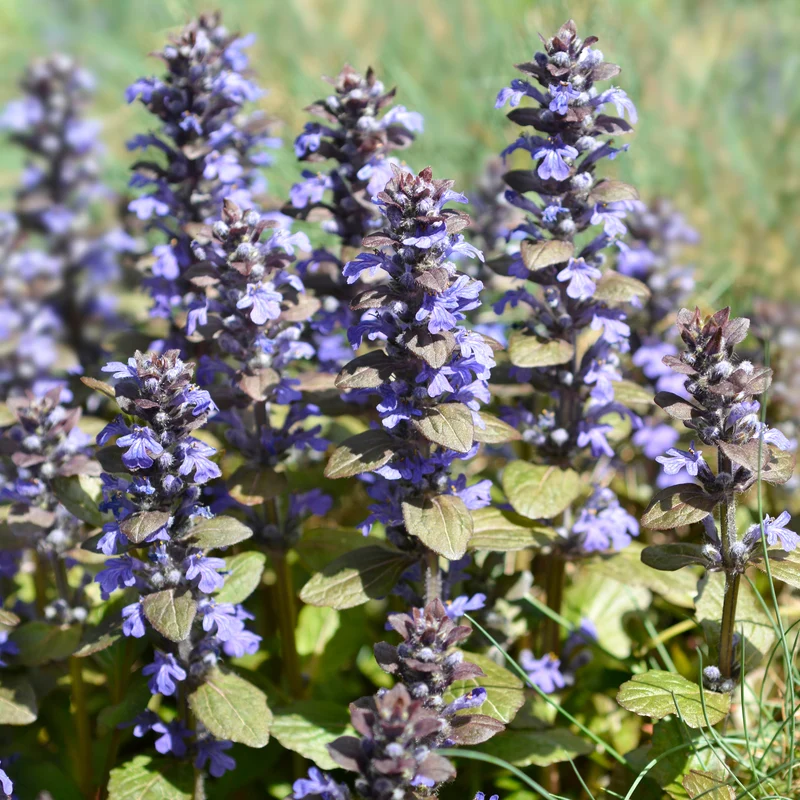 Bugle rampante Atropurpurea