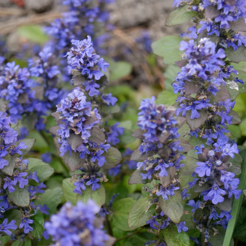 Bugle rampante Atropurpurea