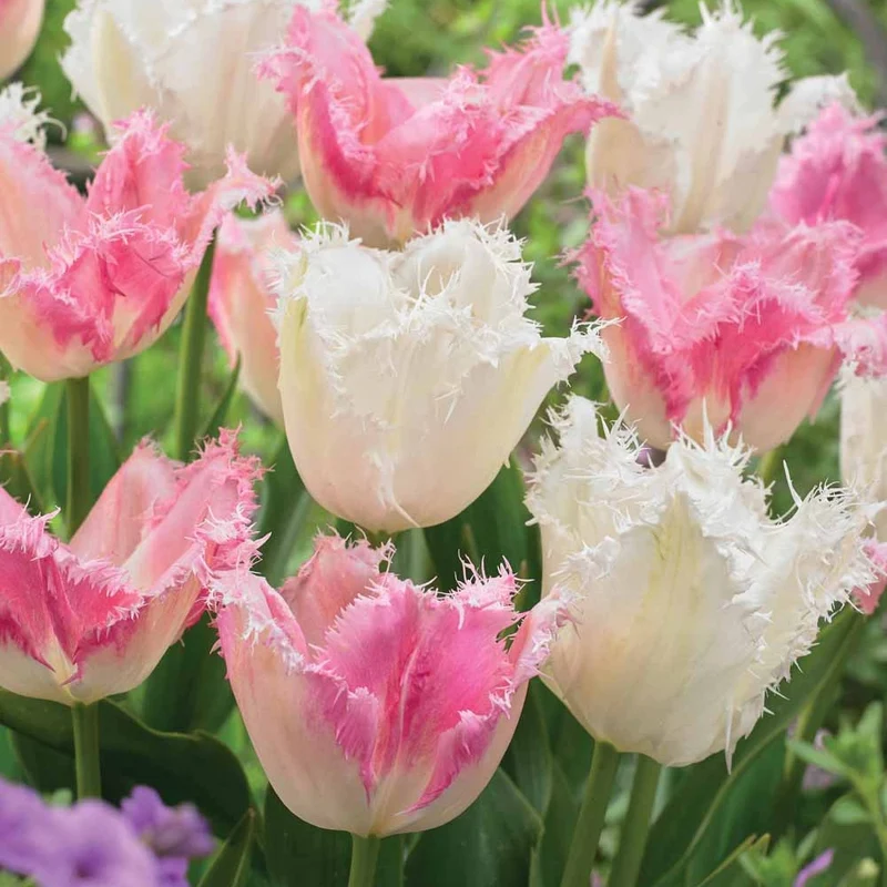 Collection de 20 Tulipes Huis ten Bosch et Noordeinde