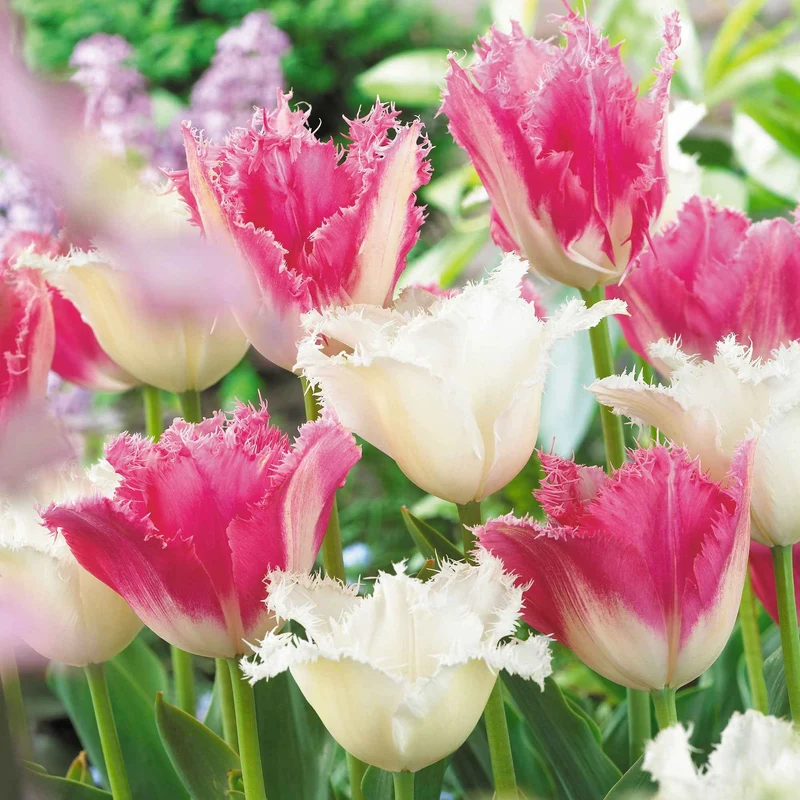 Collection de 20 Tulipes Huis ten Bosch et Noordeinde
