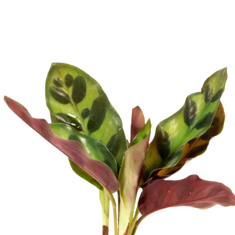 Calathea Insignis et son vase avec LED