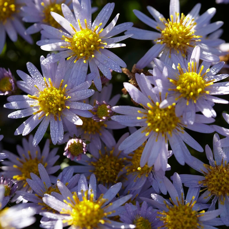 Aster nain d'automne Stardust