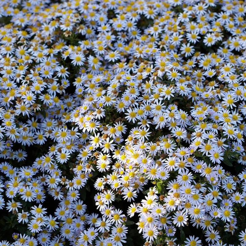 Aster nain d'automne Stardust