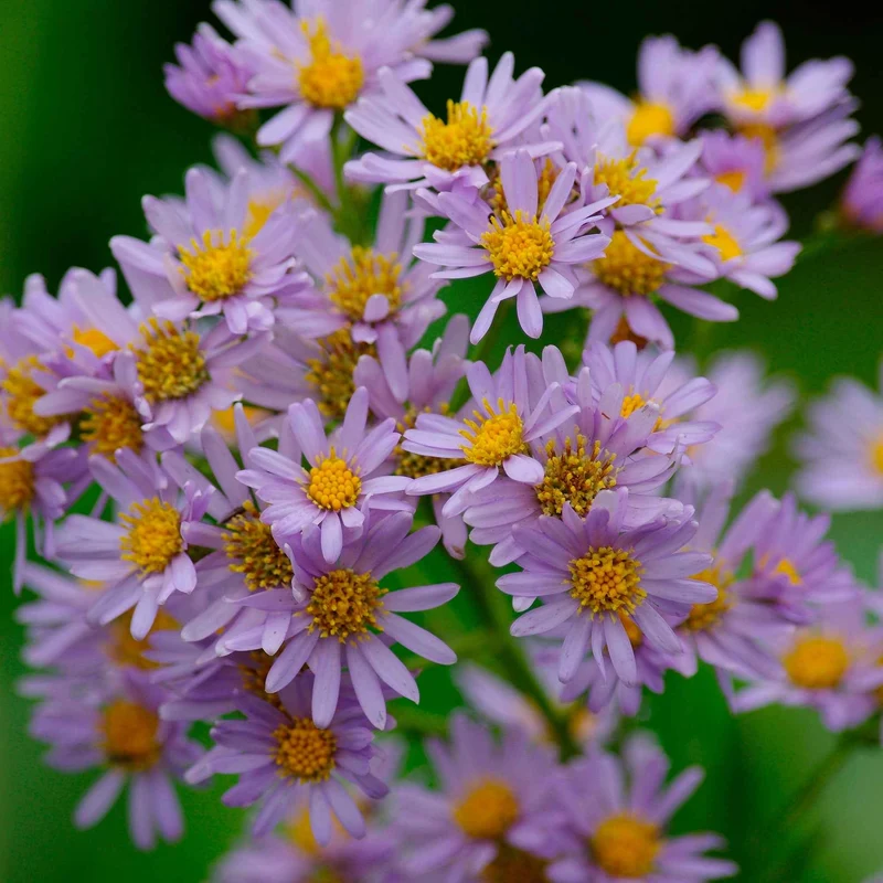 Aster nain d'automne Stardust