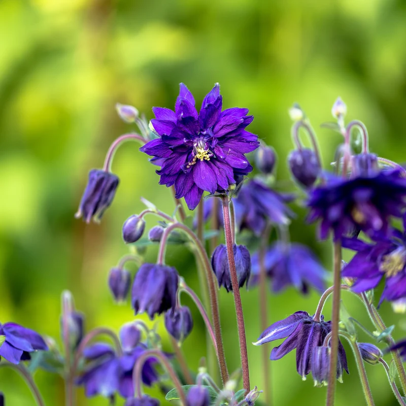 Ancolie des jardins Blue Barlow
