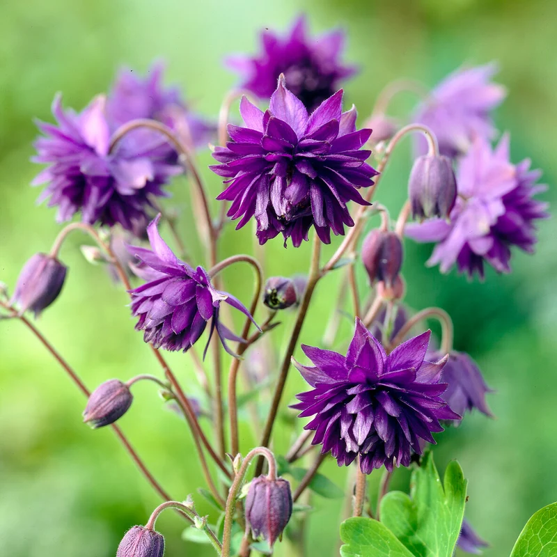 Ancolie des jardins Blue Barlow