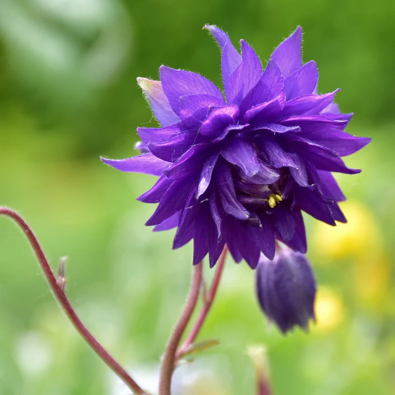 Ancolie des jardins Blue Barlow