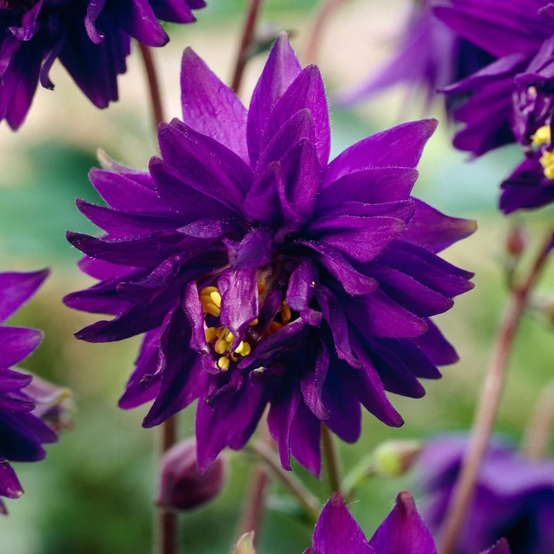 Ancolie des jardins Blue Barlow