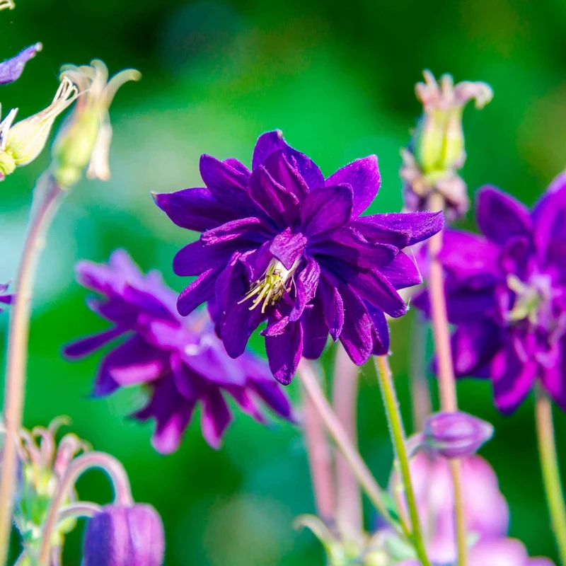 Ancolie des jardins Blue Barlow