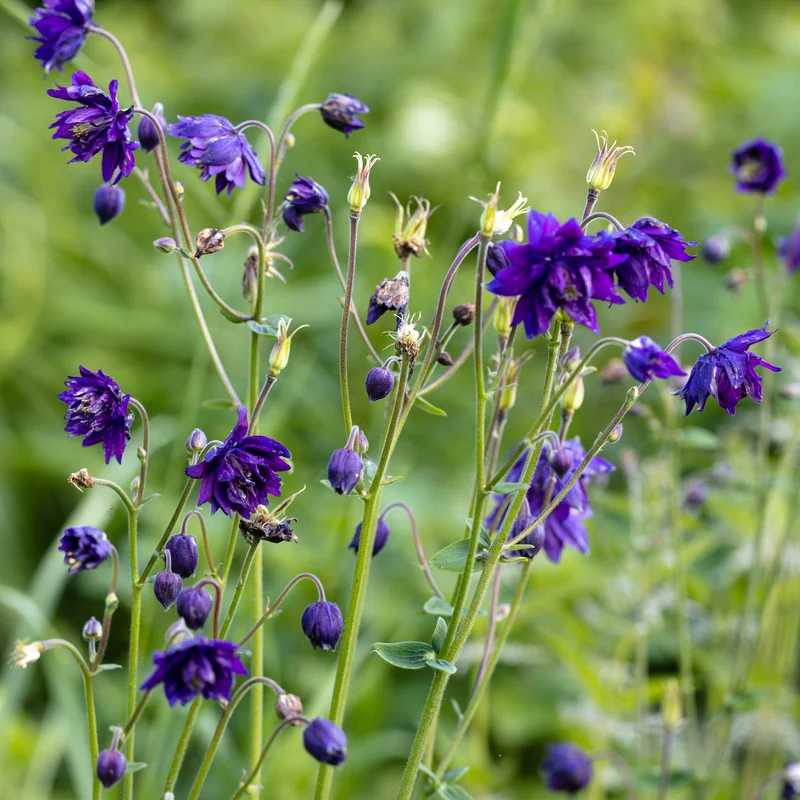 Ancolie des jardins Blue Barlow