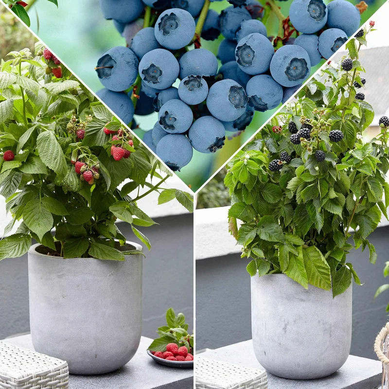 Collection d'arbustes fruitiers nains : mûrier, framboisier, myrtiller