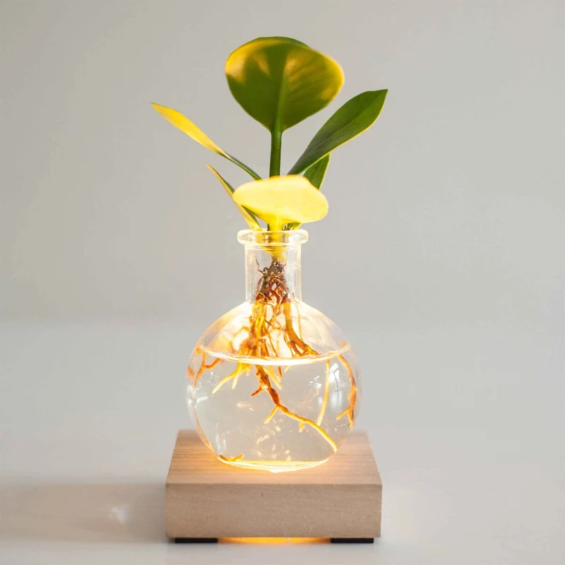 Clusia Samoa et son vase avec LED