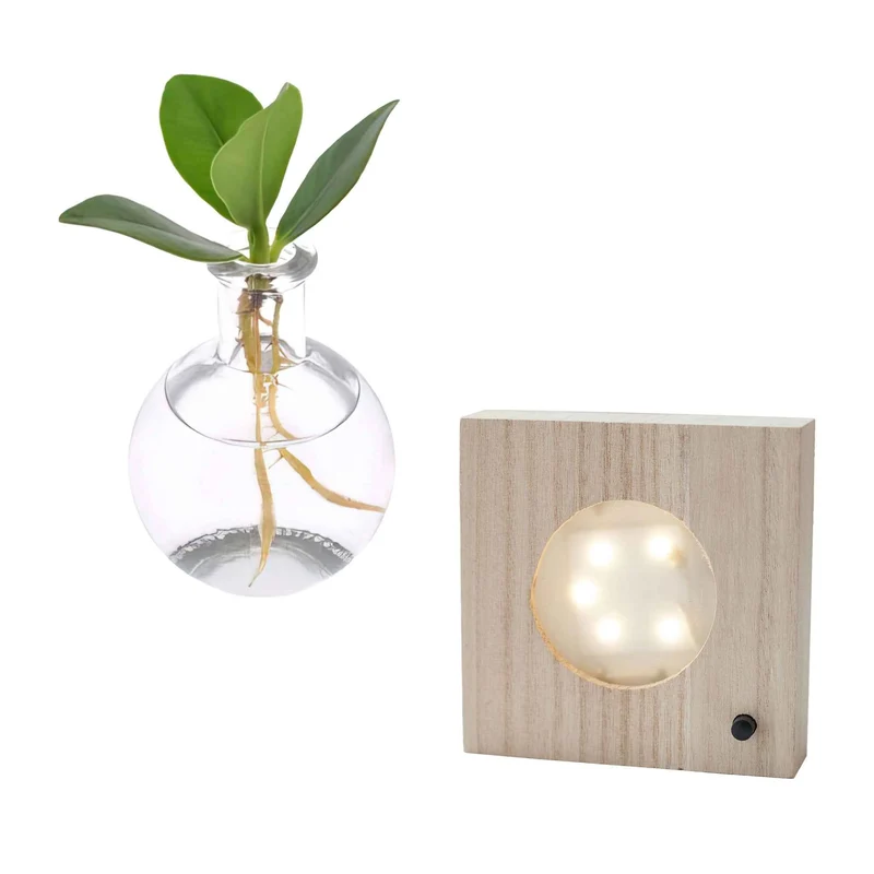 Clusia Samoa et son vase avec LED
