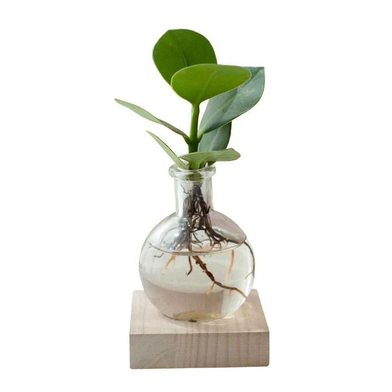 Clusia Samoa et son vase avec LED