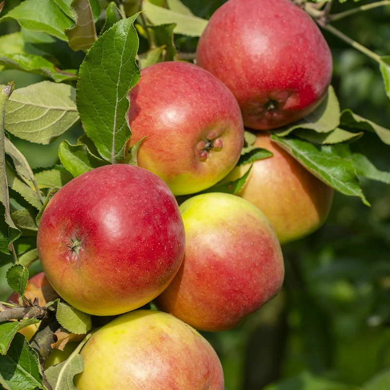 Pommier Reine des Reinettes