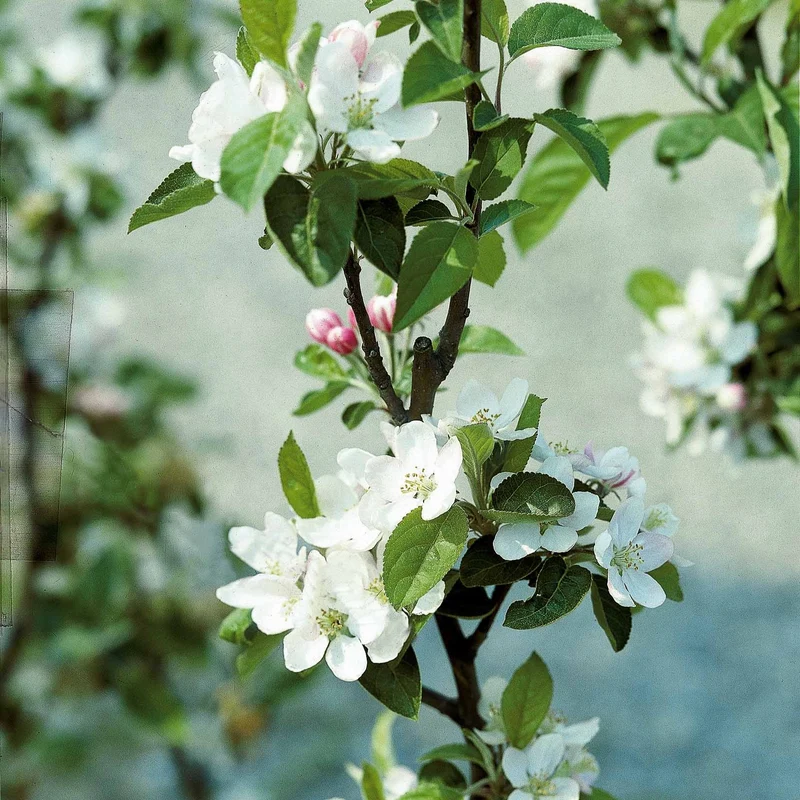 Pommier Reine des Reinettes