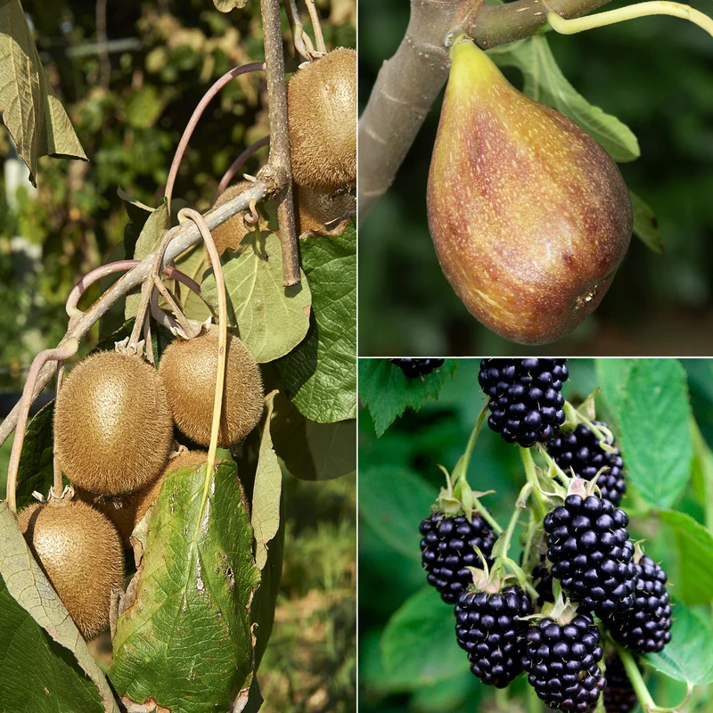 Collection de 3 fruitiers d'été : Figuier, Mûrier, Kiwi