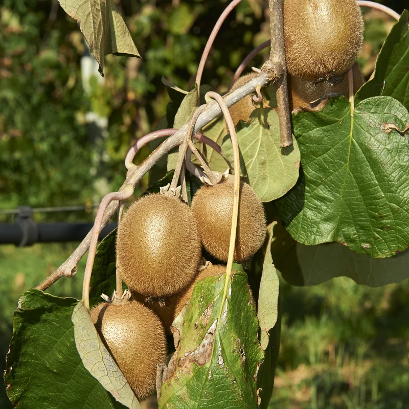 Collection de 3 fruitiers d'été : Figuier, Mûrier, Kiwi