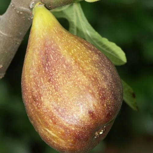 Collection de 3 fruitiers d'été : Figuier, Mûrier, Kiwi